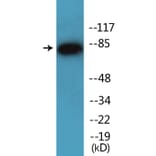 Western Blot - Anti-IKK alpha (phospho Ser176) + IKK beta (phospho Ser177) Antibody (P12-1120) - Antibodies.com
