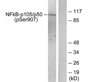 Western Blot - Anti-NF kappa B p105 / p50 (phospho Ser907) Antibody (A7168) - Antibodies.com