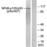 Western Blot - Anti-NF kappa B p105 / p50 (phospho Ser907) Antibody (A7168) - Antibodies.com