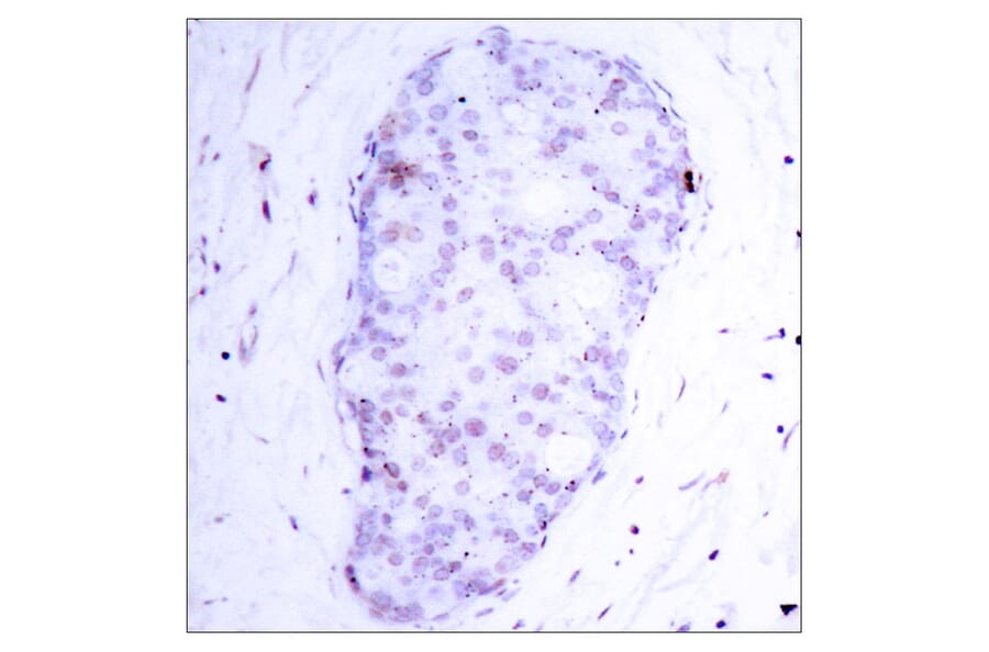 Immunohistochemistry - Anti-NF kappa B p105 / p50 (phospho Ser907) Antibody (A7168) - Antibodies.com