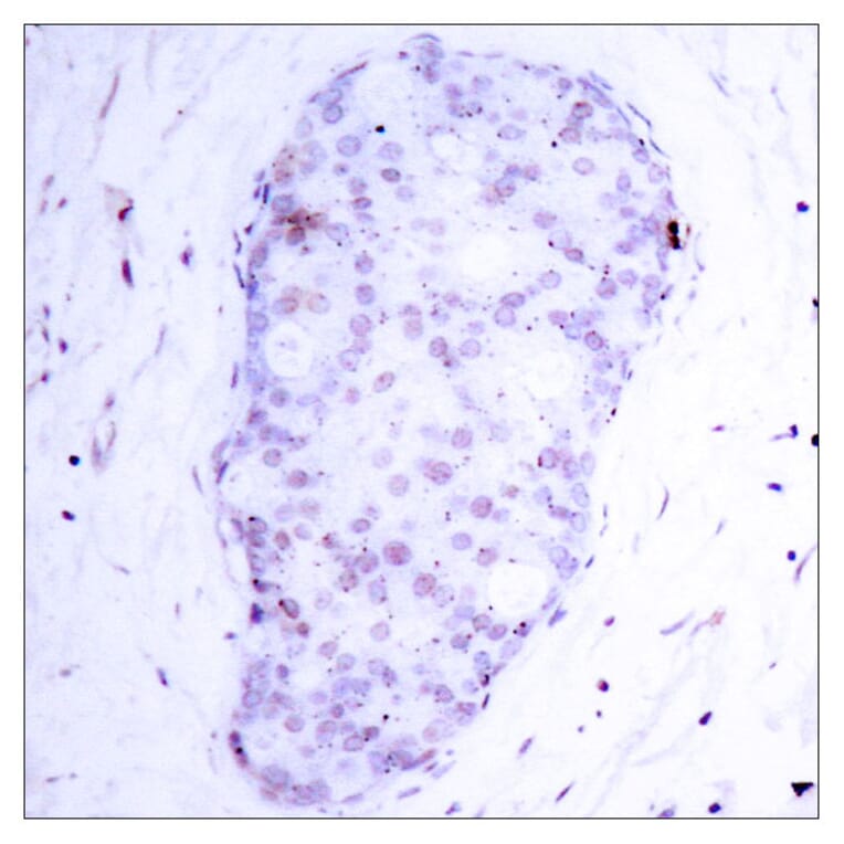 Immunohistochemistry - Anti-NF kappa B p105 / p50 (phospho Ser907) Antibody (A7168) - Antibodies.com