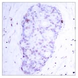 Immunohistochemistry - Anti-NF kappa B p105 / p50 (phospho Ser907) Antibody (A7168) - Antibodies.com