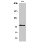 Western Blot - Anti-NF kappa B p105 / p50 (phospho Ser907) Antibody (A7168) - Antibodies.com