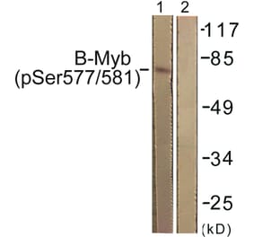 Western Blot - Anti-B-Myb (phospho Ser577 + Ser581) Antibody (A0823) - Antibodies.com
