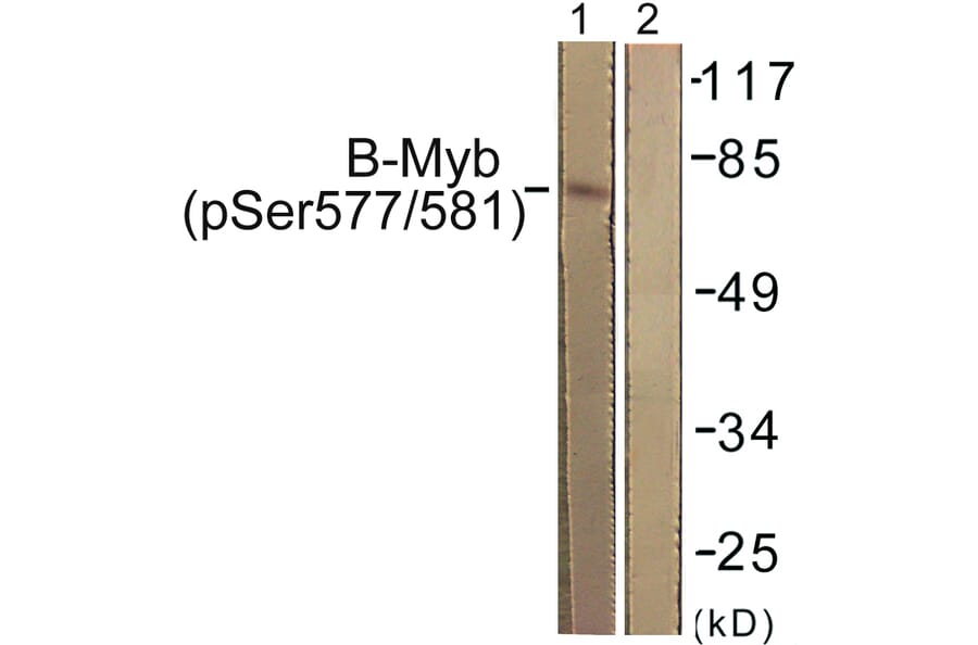 Western Blot - Anti-B-Myb (phospho Ser577 + Ser581) Antibody (A0823) - Antibodies.com