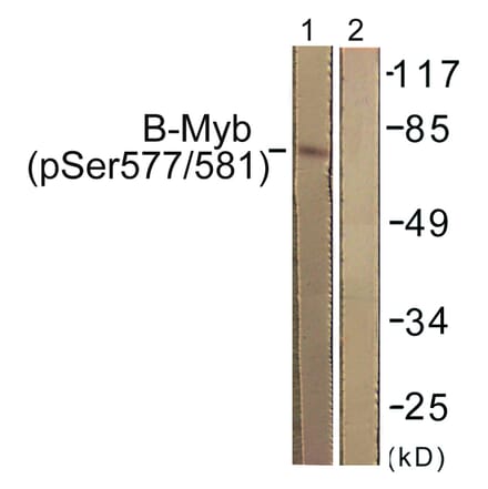 Western Blot - Anti-B-Myb (phospho Ser577 + Ser581) Antibody (A0823) - Antibodies.com