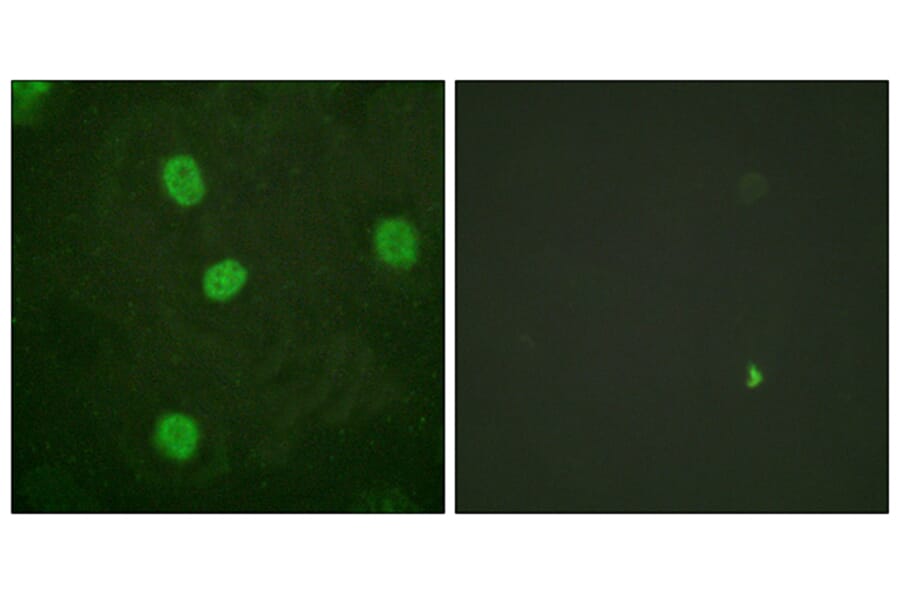 Immunofluorescence - Anti-B-Myb (phospho Ser577 + Ser581) Antibody (A0823) - Antibodies.com