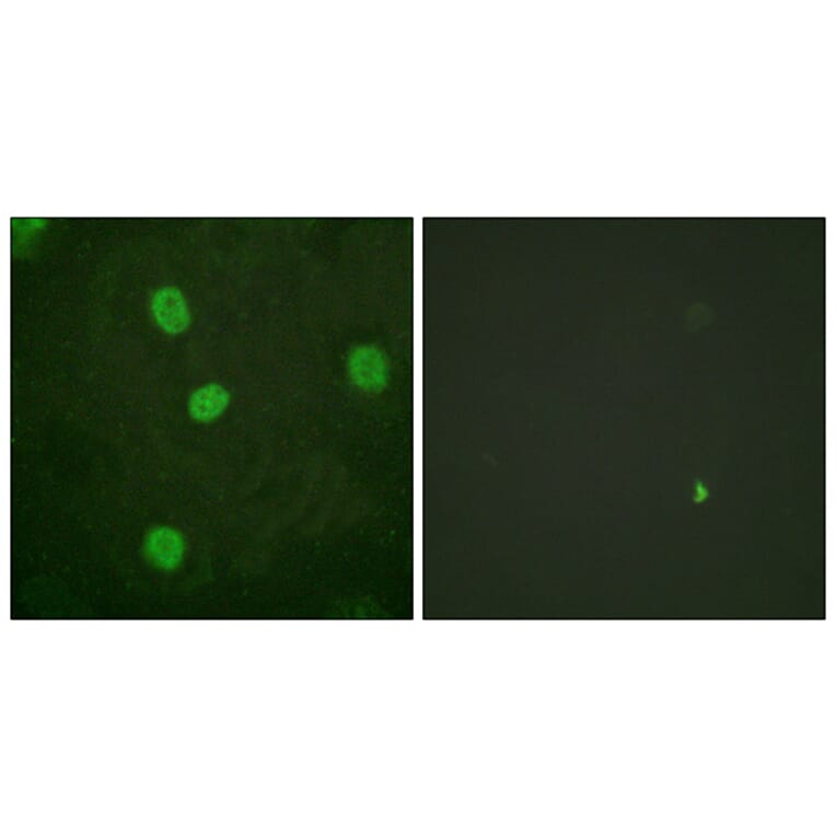 Immunofluorescence - Anti-B-Myb (phospho Ser577 + Ser581) Antibody (A0823) - Antibodies.com