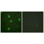 Immunofluorescence - Anti-B-Myb (phospho Ser577 + Ser581) Antibody (A0823) - Antibodies.com