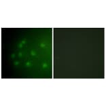 Immunofluorescence - Anti-Retinoblastoma (phospho Thr826) Antibody (A0984) - Antibodies.com