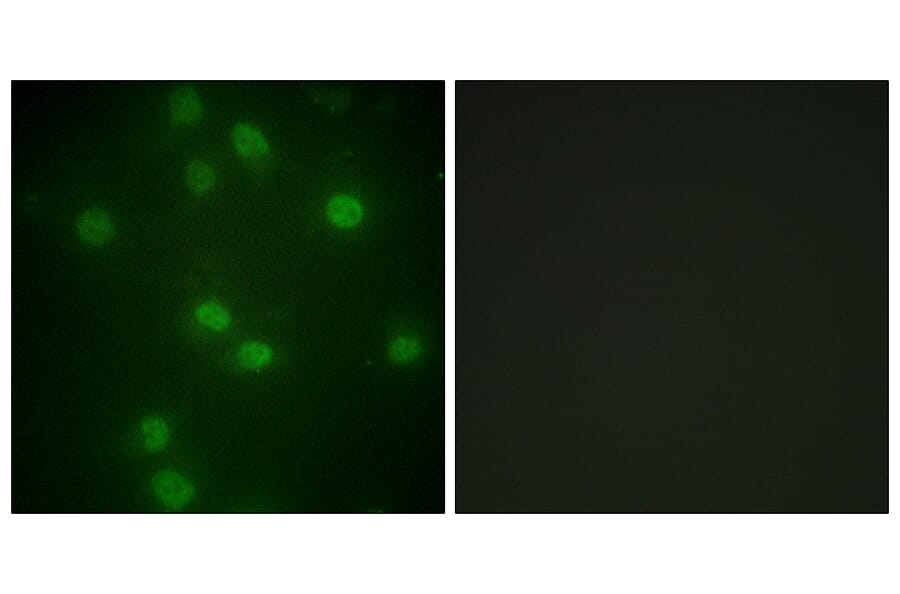 Immunofluorescence - Anti-Retinoblastoma (phospho Ser811) Antibody (A0810) - Antibodies.com