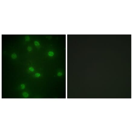Immunofluorescence - Anti-Retinoblastoma (phospho Ser811) Antibody (A0810) - Antibodies.com