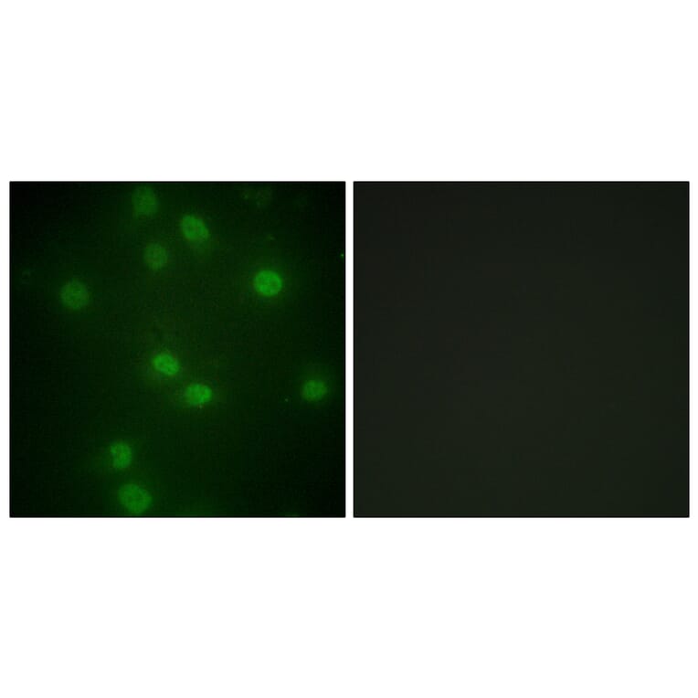Immunofluorescence - Anti-Retinoblastoma (phospho Ser811) Antibody (A0810) - Antibodies.com