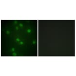 Immunofluorescence - Anti-Retinoblastoma (phospho Ser811) Antibody (A0810) - Antibodies.com