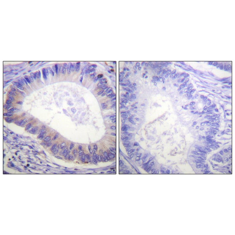 Immunohistochemistry - Anti-PDE4D (phospho Ser190 + Ser53) Antibody (A0543) - Antibodies.com