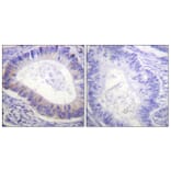 Immunohistochemistry - Anti-PDE4D (phospho Ser190 + Ser53) Antibody (A0543) - Antibodies.com
