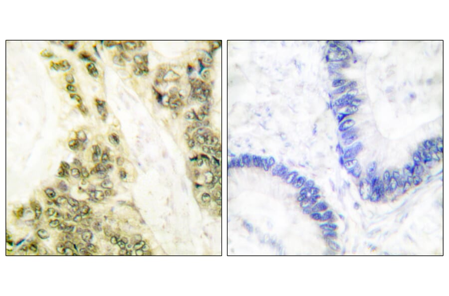 Immunohistochemistry - Anti-Thyroid Hormone Receptor alpha Antibody (C0345) - Antibodies.com
