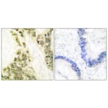 Immunohistochemistry - Anti-Thyroid Hormone Receptor alpha Antibody (C0345) - Antibodies.com