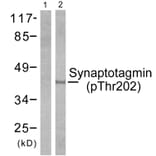 Western Blot - Anti-Synaptotagmin (phospho Thr202) Antibody (A0033) - Antibodies.com