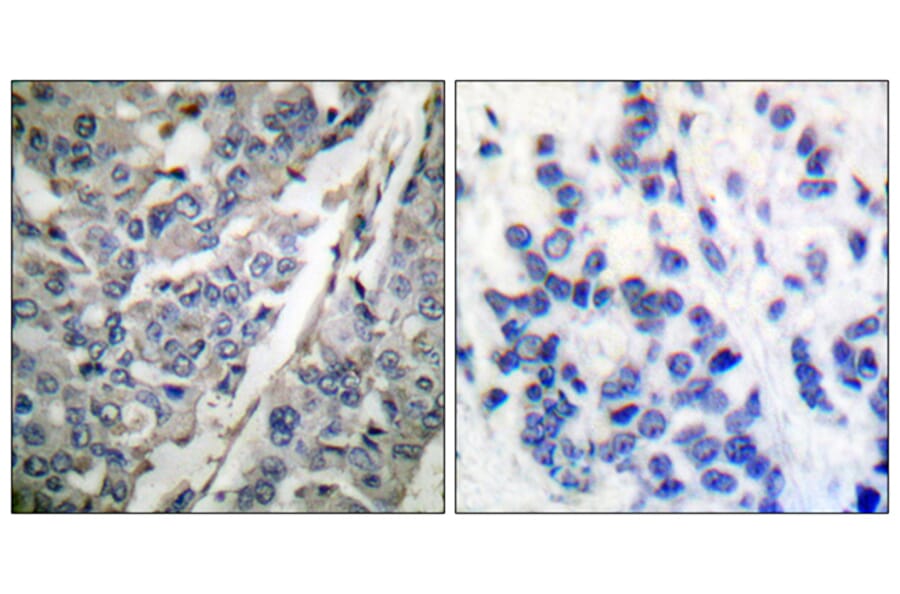 Immunohistochemistry - Anti-Synaptotagmin (phospho Thr202) Antibody (A0033) - Antibodies.com