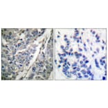 Immunohistochemistry - Anti-Synaptotagmin (phospho Thr202) Antibody (A0033) - Antibodies.com