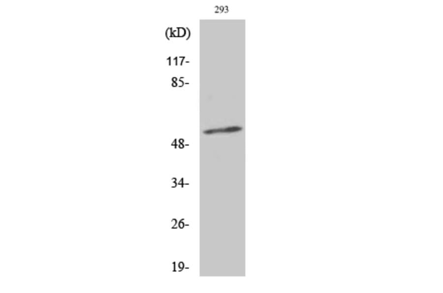 Western Blot - Anti-Synaptotagmin (phospho Thr202) Antibody (A0033) - Antibodies.com