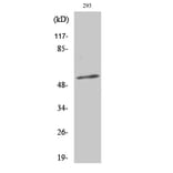 Western Blot - Anti-Synaptotagmin (phospho Thr202) Antibody (A0033) - Antibodies.com