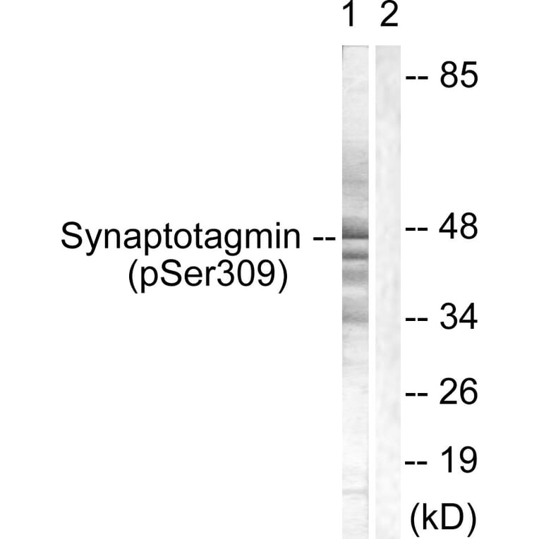 Western Blot - Anti-Synaptotagmin (phospho Ser309) Antibody (A0032) - Antibodies.com