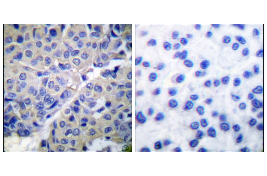 Immunohistochemistry - Anti-Synaptotagmin (phospho Ser309) Antibody (A0032) - Antibodies.com
