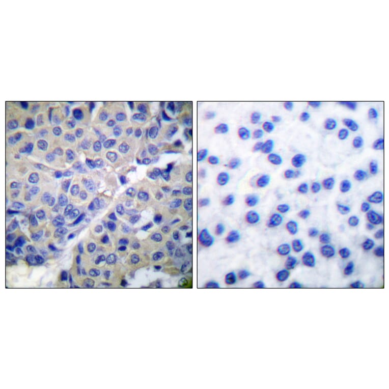 Immunohistochemistry - Anti-Synaptotagmin (phospho Ser309) Antibody (A0032) - Antibodies.com