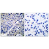Immunohistochemistry - Anti-Synaptotagmin (phospho Ser309) Antibody (A0032) - Antibodies.com