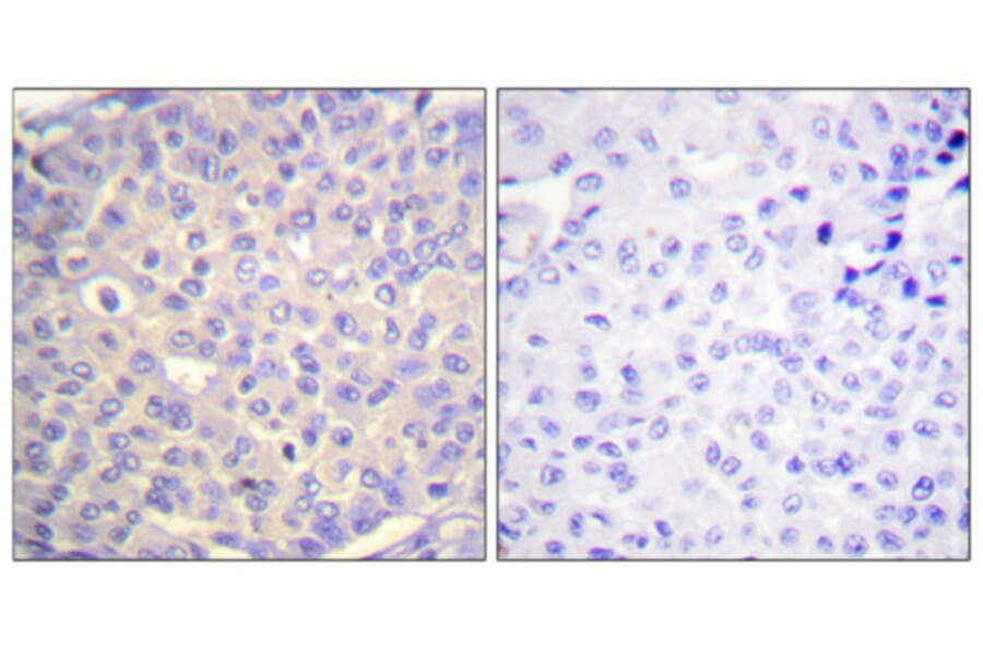 Immunohistochemistry - Anti-Synaptotagmin (phospho Ser309) Antibody (A0032) - Antibodies.com