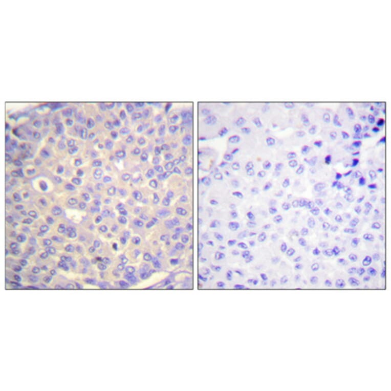 Immunohistochemistry - Anti-Synaptotagmin (phospho Ser309) Antibody (A0032) - Antibodies.com