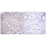 Immunohistochemistry - Anti-Synaptotagmin (phospho Ser309) Antibody (A0032) - Antibodies.com