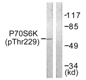 Western Blot - Anti-p70 S6 Kinase (phospho Thr229) Antibody (A0531) - Antibodies.com