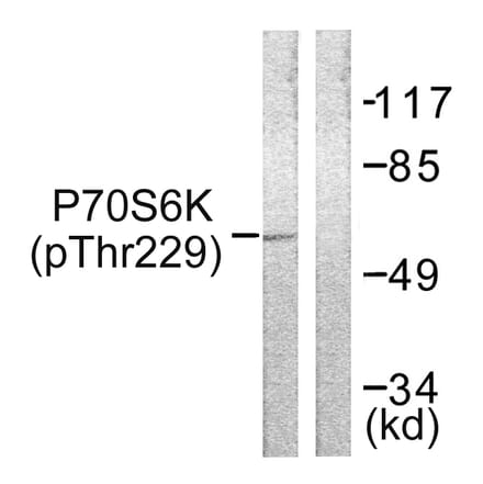 Western Blot - Anti-p70 S6 Kinase (phospho Thr229) Antibody (A0531) - Antibodies.com