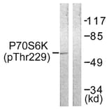 Western Blot - Anti-p70 S6 Kinase (phospho Thr229) Antibody (A0531) - Antibodies.com