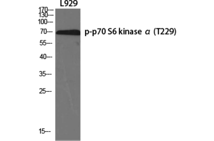 Western Blot - Anti-p70 S6 Kinase (phospho Thr229) Antibody (A0531) - Antibodies.com