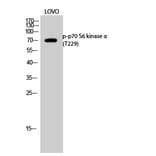 Western Blot - Anti-p70 S6 Kinase (phospho Thr229) Antibody (A0531) - Antibodies.com