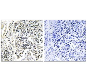 Immunohistochemistry - Anti-IkappaB-alpha (phospho Tyr305) Antibody (A1053) - Antibodies.com