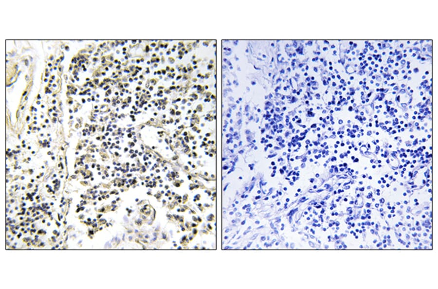 Immunohistochemistry - Anti-IkappaB-alpha (phospho Tyr305) Antibody (A1053) - Antibodies.com