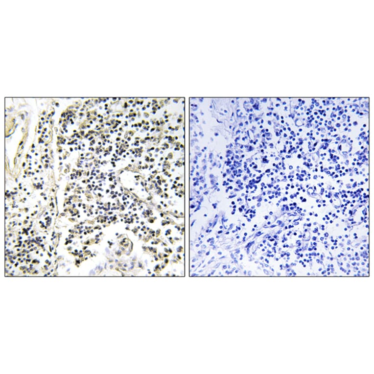 Immunohistochemistry - Anti-IkappaB-alpha (phospho Tyr305) Antibody (A1053) - Antibodies.com