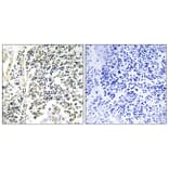 Immunohistochemistry - Anti-IkappaB-alpha (phospho Tyr305) Antibody (A1053) - Antibodies.com