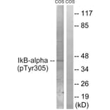 Western Blot - Anti-IkappaB-alpha (phospho Tyr305) Antibody (A1053) - Antibodies.com