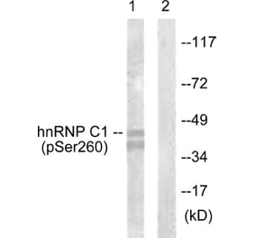 Western Blot - Anti-hnRNP C1 + C2 (phospho Ser260) Antibody (A1041) - Antibodies.com