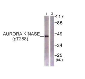 Western Blot - Anti-Aurora Kinase (phospho Thr288) Antibody (A0459) - Antibodies.com