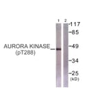 Western Blot - Anti-Aurora Kinase (phospho Thr288) Antibody (A0459) - Antibodies.com