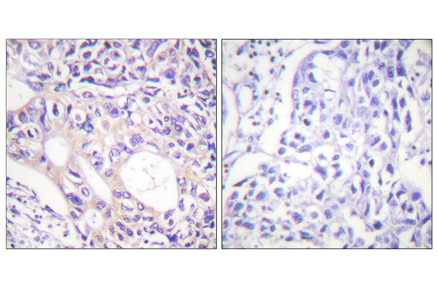 Immunohistochemistry - Anti-Aurora Kinase (phospho Thr288) Antibody (A0459) - Antibodies.com