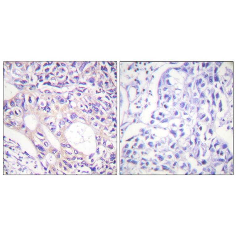 Immunohistochemistry - Anti-Aurora Kinase (phospho Thr288) Antibody (A0459) - Antibodies.com