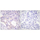 Immunohistochemistry - Anti-Aurora Kinase (phospho Thr288) Antibody (A0459) - Antibodies.com